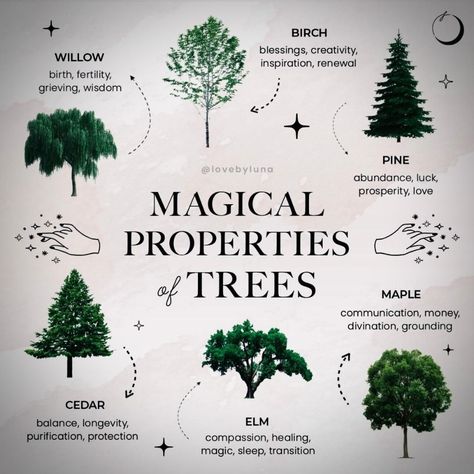 Standing Spruce on Instagram: “These magic trees you can find almost anywhere. These trees are safe alternatives to burning Sage in your home, Traditional living and…” Tree Meanings, Magical Trees, Fertility Health, Green Witchcraft, Burning Sage, Magical Tree, Jar Art, Forest Bathing, Herbal Magic