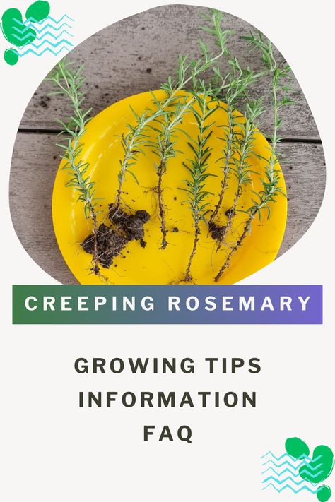 Creeping Rosemary falls under the Rosmarinus genus and is also known as prostrate rosemary (Rosmarinus officinalis 'Prostratus'). Here you will get information about this plant, growing tips, and frequently asked questions related to this plant. Creeping Rosemary, Plant Growing Tips, Rosemary Garden, Rosemary Herb, Growing Rosemary, Woodland Gardens, Rosemary Plant, Different Types Of Vegetables, Ground Covers