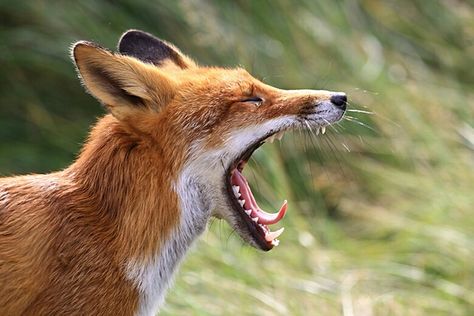 Fox Mouth Open, Fox Side Profile, Fox Side View, Angry Fox, Fox Pictures, Wild Animals Pictures, Animal Study, Canine Art, Interesting Animals