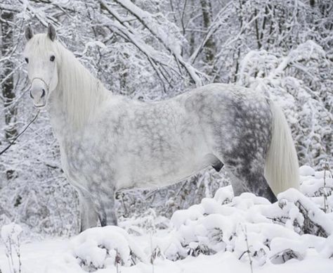 This is a heterozygous dapple grey Morgan in the snow.  Beautiful. Dapple Grey Horses, Rasy Koni, Most Beautiful Horses, Grey Horse, Majestic Horse, All The Pretty Horses, Horse Crazy, White Horses, Appaloosa