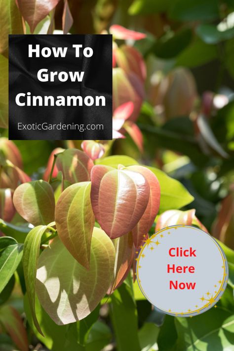 Grow Cinnamon Tree, Cinnamon Tree Plants, Growing Cinnamon Plants, Cinnamon Garden Uses, How To Grow Cinnamon, How To Grow Cinnamon Plants, Growing Cinnamon, Seed Binder, Grow Cinnamon