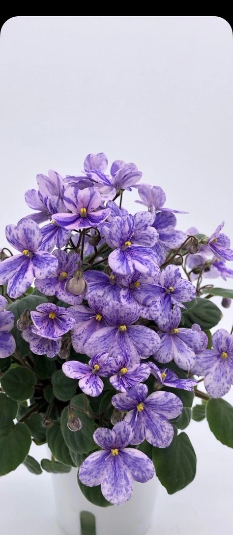 African Violet Care, African Violet, African Violets, Vines, Violet, Flowers