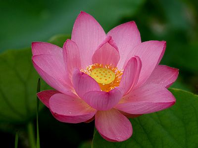 National flower of India - Lotus Growing Lotus, Lotus Flower Wallpaper, San Pedro Cacti, Lotus Flower Pictures, Lily Lotus, National Flower, Wild Harvest, Blue Lotus, Lotus Blossom