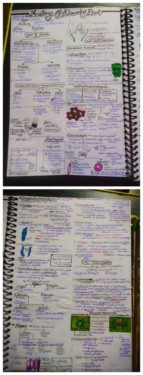 Photosynthesis In Higher Plants Notes, Anatomy Of Flowering Plants Notes, Anatomy Of Flowering Plants, Neet 2025, Botany Notes, Upsc Motivation, Bio Notes, Neet Notes, Biology Textbook