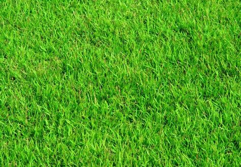 DIY Homemade Fertilizer for Lawns - Bob Vila...easy and inexpensive! Lawn Fertilizer Diy, Homemade Fertilizer, Grass Fertilizer, Pergola Pictures, Growing Grass, Diy Lawn, Lawn Fertilizer, Lawn Care Tips, Aerate Lawn