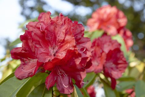 Those who live in cooler regions need to select hardy rhododendron varieties to be sure the bushes make it through the winter. For tips on planting rhododendrons in zone 5, as well as a list of good zone 5 rhododendrons, click the following article. Rhododendron Varieties, Peach Tree Care, Rhododendron Bush, Rhododendron Care, Zone 5 Plants, Rhododendron Plant, Azalea Shrub, Retirement House, Landscaping Business