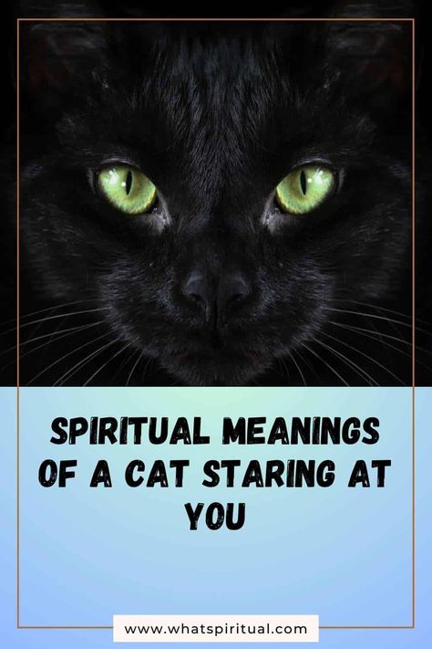 10 Spiritual Meanings of Cat Staring at You (Black or Stray) 2 Cat Staring At You, Cat Staring, Cats Outside, Canine Tooth, Mean Cat, Exotic Cats, Staring At You, Spiritual Messages, Spiritual Meaning