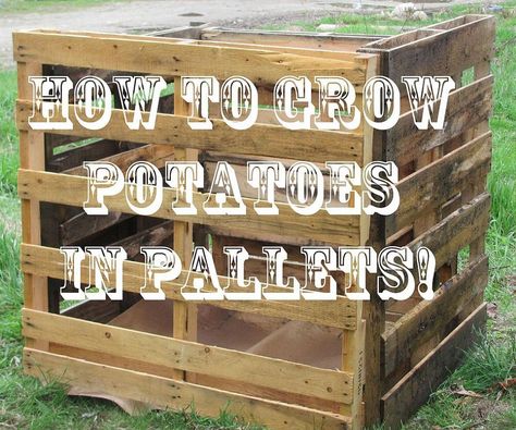 How to Grow Potatoes in a Pallet Container. Potato Box, Potato Bin, Container Potatoes, Potato Gardening, Potato Planters, Grow Potatoes, Building A Raised Garden, Pallet Planter, Tower Garden