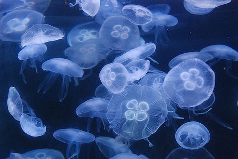 Aesthetic Jellyfish, 컴퓨터 배경화면, Wallpaper Notebook, Blue Jellyfish, Laptop Backgrounds, Mac Wallpaper, Wallpaper Laptop, Ocean Wallpaper, Images Esthétiques