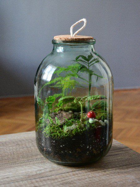 DIY: Create a kidsproof mason jar terrarium Hobbit Garden, Mason Jar Terrarium, Jar Terrarium, Bottle Terrarium, Mini Terrarium, Mini Mason Jars, Moss Terrarium, Bottle Garden, Grow Plants