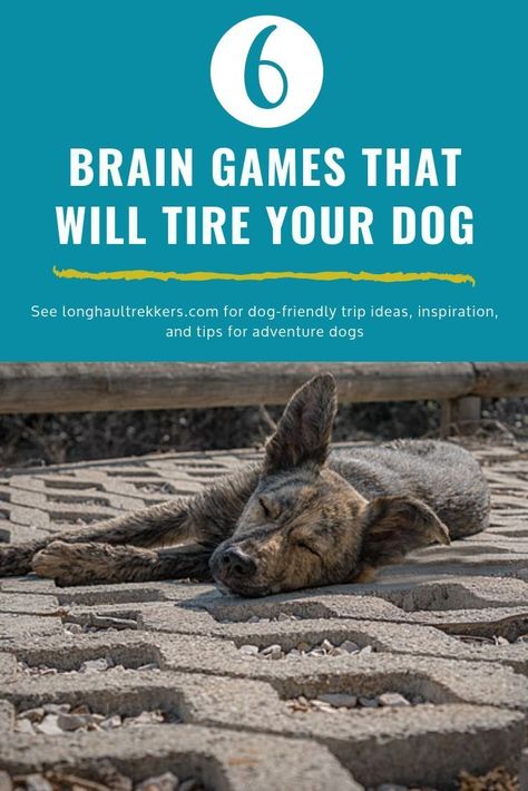 How To Mentally Stimulate Your Dog, Games To Play With Puppy, Shepnees Dogs, Puppy Mental Stimulation, Brain Stimulation For Dogs, Mind Stimulation For Dogs, Mental Stimulation For Puppies, Dog Mental Stimulation Diy Brain Games, Mind Games For Dogs