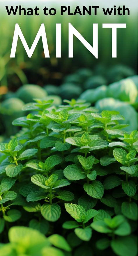 Mint Companion Planting, Types Of Mint Plants, Blueberry Companion Plants, Herb Companion Planting, Corsican Mint, Companion Planting Guide, Mint Plant, Mint Herb, Mint Garden