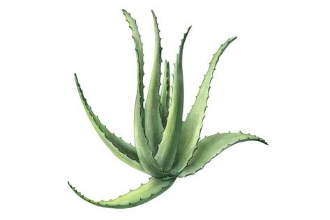 Aloe vera pencil illustration isolated on white. Aloe Vera Plant, Watercolor Plants, Watercolor Sketch, Scene Creator, Pencil Illustration, Botanical Illustration, Cactus Plants, Watercolor Painting, Aloe Vera