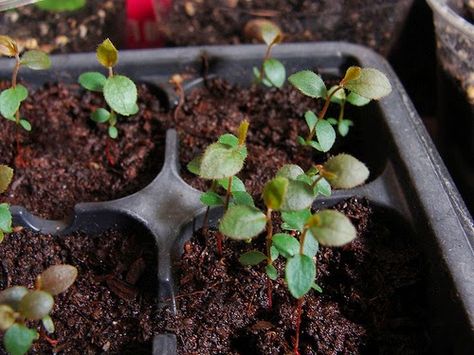 The Garden of Eaden: HOW TO GROW BLUEBERRIES FROM SEED Grow Kiwi From Seed, Growing Blueberries Bushes, Cherry Tree From Seed, Kiwi Growing, Grow Blueberries, Apple Tree From Seed, Blueberry Gardening, Growing Raspberries, Trees For Front Yard