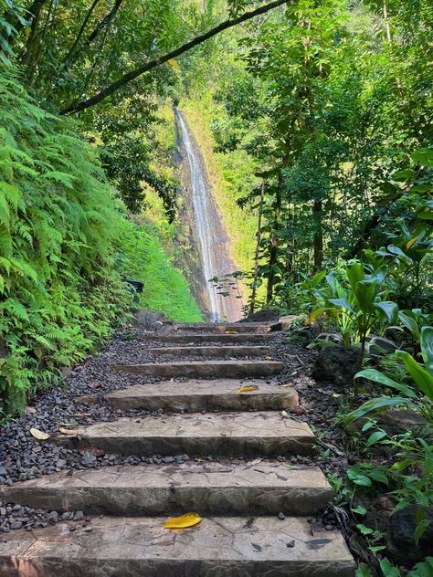 Manoa Hawaii, Hiking Hawaii, Uh Manoa, Manoa Falls, Student Exchange, Hawaii Magazine, Waterfall Hike, Hawaii Aesthetic, Picture Board