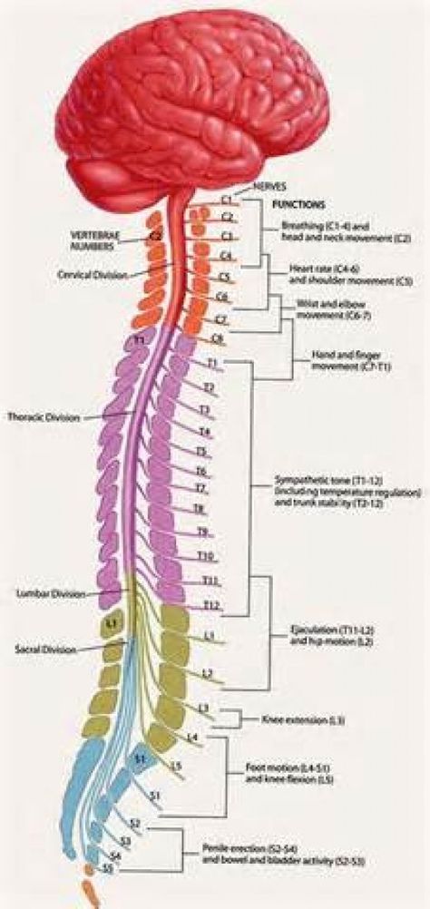 The spinal cord is a long cable-like structure made up of hundreds of nerve fibers, which is approximately 17 inches (42 cm) long. Spinal Cord Diagram, Spinal Cord Anatomy, Sistem Saraf, Medical Anatomy, Nursing Tips, Diagram Design, Draw Picture, Nursing Study, Spinal Cord