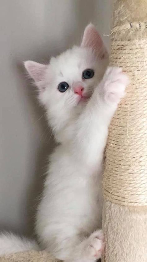 Cat And Dog Videos, White Kitten, Cat Tattoo Designs, Cute Little Kittens, Cute Cats Photos, White Kittens, Baby Kittens, White Cats, Cat Aesthetic