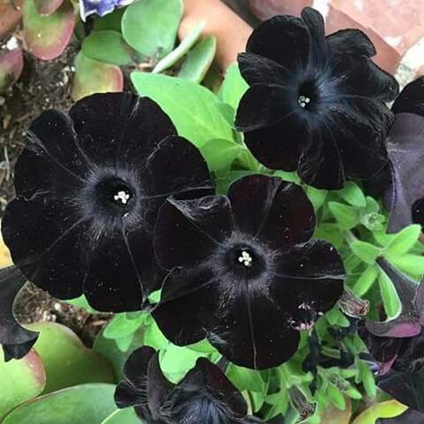 Haunting Houseplants: Thirteen Black Plants to Celebrate Halloween Year-round | by France & Son | Medium Black Petunias, Edible Centerpieces, Goth Garden, Gothic Garden, Halloween Garden, Herbaceous Perennials, Black Flowers, Growing Indoors, Calla Lily