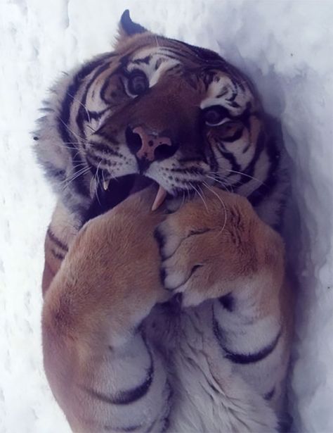 Tiger Pictures, Cute Tigers, A Tiger, Cute Wild Animals, Hyena, Coldplay, Beautiful Cats, 귀여운 동물, Cute Funny Animals