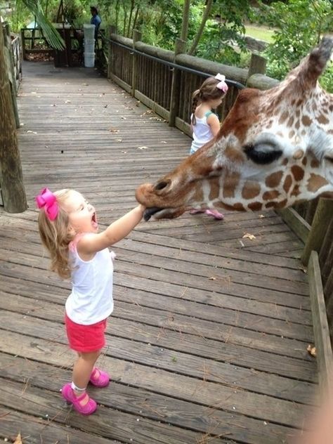 This giraffe enveloping this child in its juicy mouth. | The 40 Most WTF Animal Pics Of 2013 A Giraffe, Haiwan Peliharaan, 웃긴 사진, The Zoo, E Card, Fantasy Illustration, Bones Funny, Funny Kids, Wolves