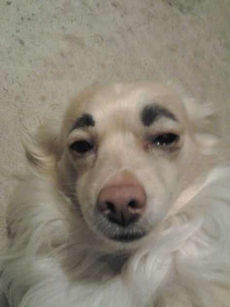 Dog with eyebrows Dog With Eyebrows, Funny Random, Random Stuff, Eyebrows, Dog Cat, Cute Animals, Dogs, Funny, Animals