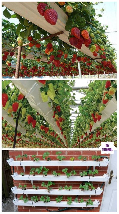 DIY Vertical Pallet Strawberry Planter Tutorials - Video - DIY Magazine Strawberry Gardening, Strawberry Planters Diy, Garden Strawberry, Strawberry Planter, Colourful Garden, Vertical Vegetable Gardens, Strawberry Plant, Strawberry Planters, Jardim Diy