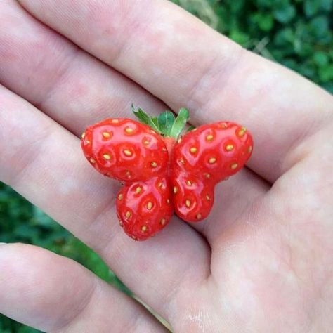 butterfly Funny Fruit, 웃긴 사진, Fruit And Veg, Food Humor, Fruits And Veggies, Cute Food, Fruits And Vegetables, Mother Nature, Food Art