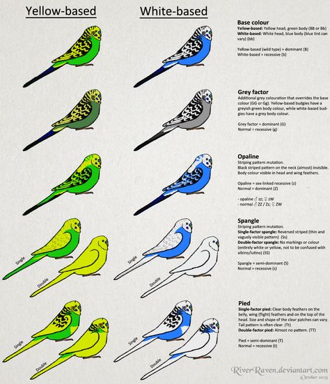 Budgerigar colour genetics by RiverRaven on DeviantArt Breeding Budgies, Baby Budgies, Parakeet Care, Budgies Parrot, Cockatiel Bird, Budgies Bird, Budgie Parakeet, Bird Aviary, Bird Care