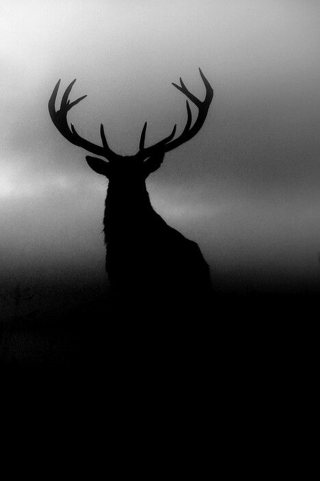 Deer Silhouette Photography, Deer Art, A Deer, White Photo, Black And White Photography, Beautiful Creatures, Antlers, Animal Photography, Animals Beautiful