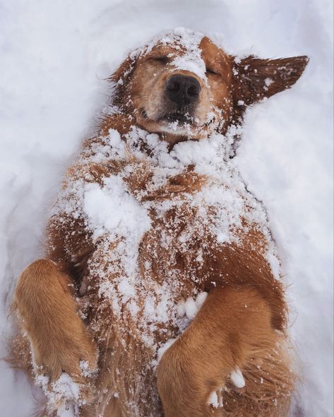 #snow #winter #dog #cute #adorable Christmas Dog Photography, Psy I Szczenięta, Dog Photoshoot, Snow Dogs, Christmas Puppy, Winter Animals, Cute Animals Images, Winter Dog, Arte Fantasy