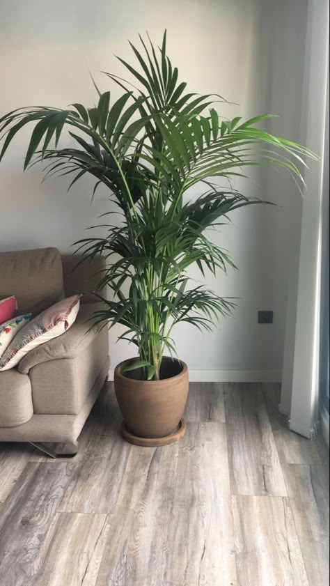 Indoor Large Plants, Inside Plants Decor, Living Room Plants Decor, Plantas Interior, Hanging Plant Wall, Living Room Plants, Inside Plants, Plant Decor Indoor, Interior Plants