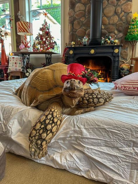 Aesthetic Vet Pictures, Tortoise Pictures, Meme Animals, Wildlife Biology, Pet Tortoise, Tortoise Tattoo, Ninja Turtle Pumpkin, Red Eared Slider Turtle, Turtle Homes