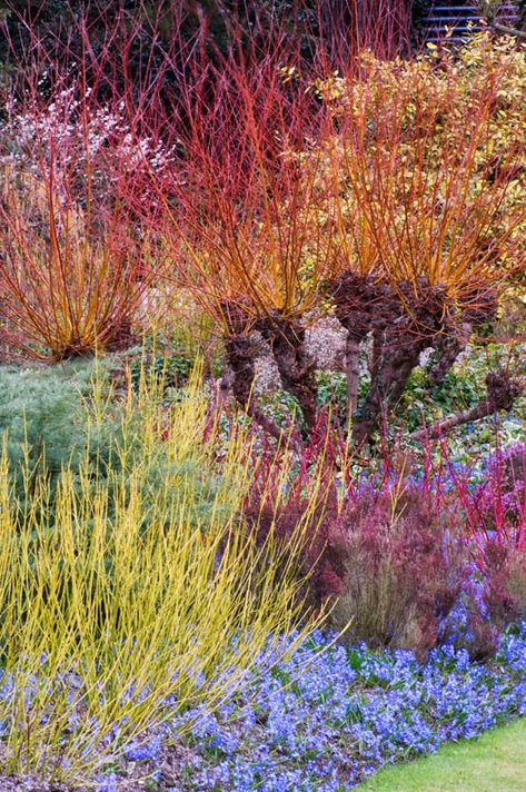 Rainbow Garden, Cottage Garden Plants, Grasses Landscaping, Plant Combinations, Plants And Flowers, Ornamental Grasses, Colorful Garden, Autumn Garden, Garden Spaces