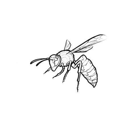 Wasp design Small Wasp Tattoo, Tarantula Hawk Wasp Tattoo, Wasp Drawing Easy, Wasps Drawing, Hornet Tattoo Design, Bug Tattoo Stencil, Wasp Tattoos, Yellow Jacket Tattoo, Bugs Drawing Sketches