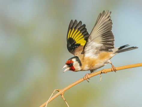 European Goldfinch, Goldfinch Bird, Mummy Crafts, Bird Facts, Red Face, What To Draw, Goldfinch, Art References, Felt Art