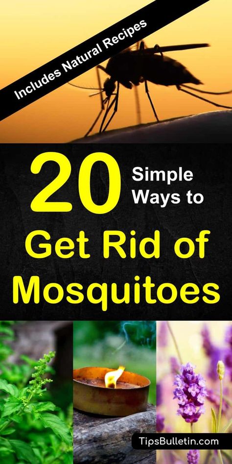 How to keep mosquitoes away with 20 easy ways. Includes natural recipes and tips for homemade mosquito repellents, essential oils, traps, nets, and plants. Perfect to get rid of mosquitoes from yards, decks, garden campfires or inside your house. #mosquitoes #keepaway #getridof #backyard Mosquito Repellent Homemade, Natural Mosquito Repellant, Natural Recipes, Kill Mosquitos, Fly Repellant, Deep Cleaning Tips, Bug Repellent, Simple Life Hacks, Mosquito Repellent