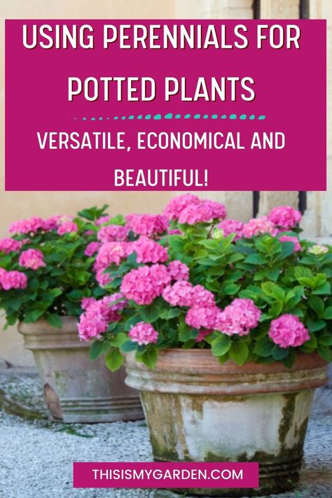 Needing to replace annuals every year can be expensive and such a hassle! Consider using perennials for potted plants and containers! It's an excellent, low-cost method to add lasting beauty to porches, patios, or anywhere in your landscape! Potted Perrenials Container Garden, Shady Porch Container Plants, Best Perennials For Containers, Perennial Container Ideas, Perennial Potted Plants, Perennials For Pots, Container Perennials, Perennials In Containers, Perennials In Pots