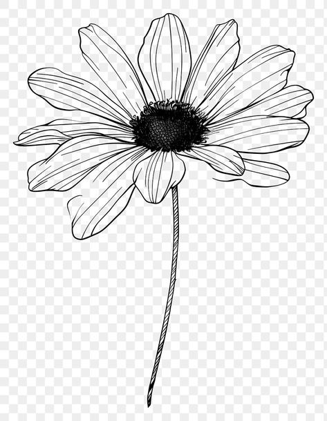 Line Art Daisy, Doodle Sunflower, Daisy Line Art, Sunflower Line Art, Aesthetic Pngs, Daisy Doodle, Daisy Drawing, Graphic Design 101, Graphic Design Newspaper