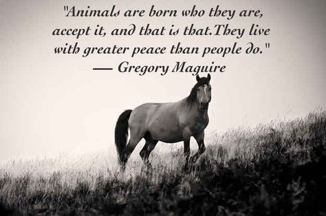 Quotes About Animals, Inspirational Animal Quotes, Fina Ord, 25th Quotes, Stop Animal Cruelty, Horse Quotes, Wild Horse, About Animals, Heart Quotes