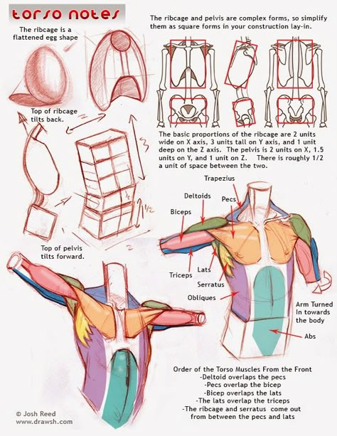 Drawsh: Anatomy Arms Torso Anatomy, Anatomy Tips, Human Anatomy Reference, Anatomy Tutorial, Drawing Anatomy, Human Anatomy Drawing, Human Anatomy Art, Anatomy Sketches, Body Reference Drawing