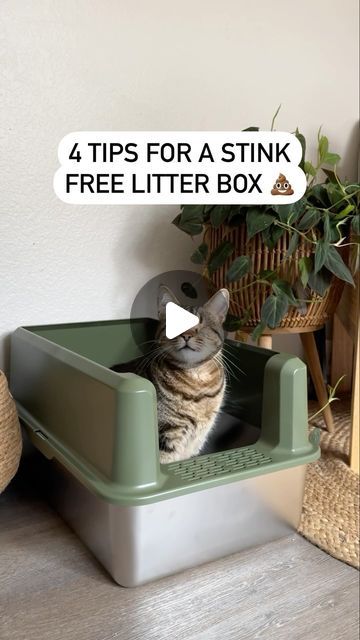 Chas | Plants and Pets 🪴🐾 on Instagram: "Keep your home smelling fresh with these 4 tips for a stink-free litter box! Sponsored by @naturallyfreshcatlitter 🌿 🐱 Opt for a stainless steel litter box. Unlike plastic they don’t absorb odor and can be much easier to clean. 🌰 Choose natural odor eliminators. Naturally Fresh litter, crafted from upcycled walnut shells, offers superior odor control without harsh perfumes. It’s gentle on your cat’s nose, eco-friendly, and highly absorbent, reducing litter changes. Upgrade today for a fresher, more sustainable litter box experience! 🪣 Clean the litter box monthly with hot water and vinegar. 🥩 Improve your cat’s diet with highly digestible options like raw food to reduce odor and 🚽 frequency. True story: I once had a sitter ask “where did all Where To Put A Litter Box Cats, Diy Cat Litter Box Ideas Mess Free, Litter Box Placement Ideas, Stainless Steel Cat Litter, Liter Box Ideas Cat Diy, Litter Box Smell Hacks, Cat Litter Set Up, Apartment Litter Box Ideas, Kitty Litter Box Ideas