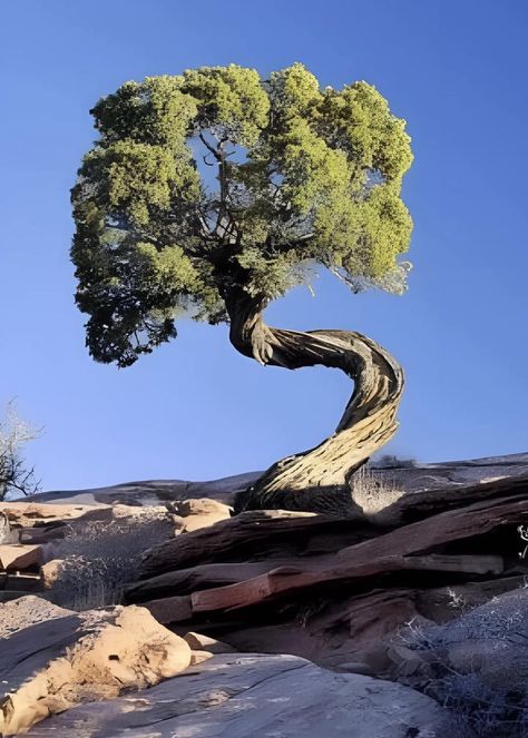 Weird Trees, Hd Nature Wallpapers, Tree Carving, Nature Tree, Big Tree, Wood Tree, Unique Trees, Wild Nature, Tree Hugger