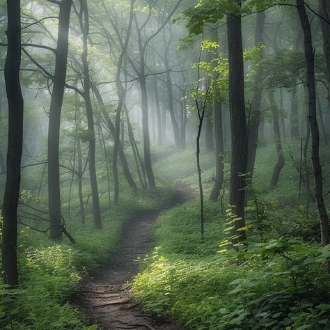 Whispers of the forest 🌿✨ A serene pathway shrouded in morning mist, where sunlight dances through the lush green canopy. Nature's tranquility at its finest. 🌳💫 #MysticWoods #NatureLovers #ForestTherapy #SereneScenery #WanderlustVibes #intothewild Green Canopy, Morning Mist, Lush Green, The Forest, Mist, Lush, Forest, Green, Pins