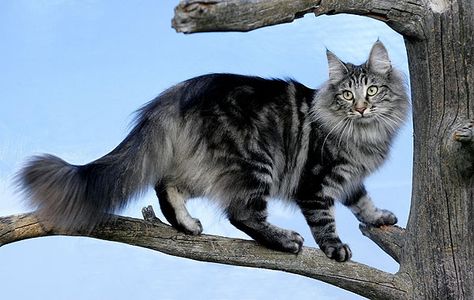 Cat Poses, George Bernard Shaw, Warrior Cats Art, Norwegian Forest, Forest Cat, Cat Pose, Norwegian Forest Cat, Cat Photography, Cat Owner