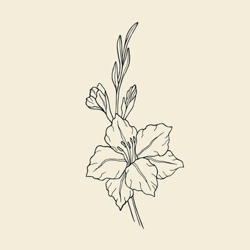 Gladiolus Drawing Tattoo, Gladiolus Flower Line Drawing, Gladiolus Line Art, Simple Gladiolus Flower Tattoo, Gladiolus Drawing Simple, Gladiolus Line Drawing, Gladiolus Flower Drawing Simple, Gladiolus Sketch, Gladiolus Tattoo Simple