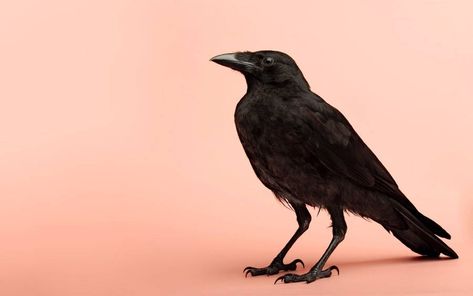 Download Raven Wallpaper Free Amazing Full HD Wallpaper Wallpaper | Wallpapers.com Crow Reference, Crow Sculpture, Seasonal Paintings, Cute Crow, Crow Pictures, 4k Wallpaper Android, Carrion Crow, Poetry Blog, Crow Painting