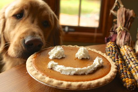 Happy Thanksgiving. Golden Retriever with pumpkin pie. Dog Thanksgiving, Puppy Images, Thanksgiving Feast, Thanksgiving Dinner, A Pumpkin, Happy Thanksgiving, Pumpkin Pie, Dog Friends, A Dog