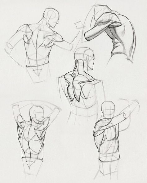 ArtStation - Anatomy Assignment Page , Stan Prokopenko Proko Anatomy, 남성 근육, I Got Your Back, Human Anatomy Drawing, Drawing Examples, Human Anatomy Art, 남자 몸, Anatomy Sketches, Anatomy Poses