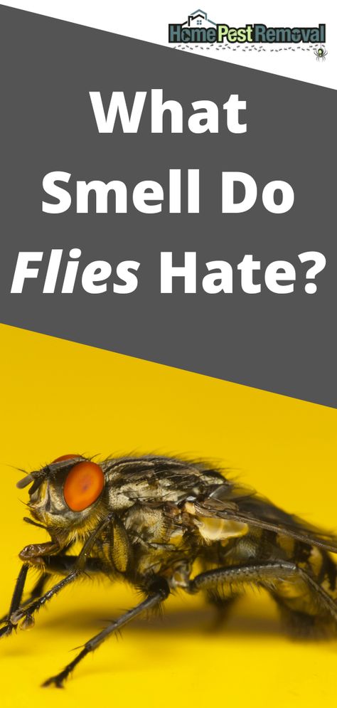 You don’t have to rely on chemicals and traps to get rid of flies that are plaguing your home.

Even though flies love garbage, they’re quite picky, and certain smells will make them stay out of the room.

What smell do flies hate? How To Get Rid Of Flys In Your House, Keeping Flies Out Of House, How To Get Rid Of Flies In Backyard, Get Rid Of Flies In House Diy, House Fly Repellent, How To Get Rid Of House Flies, Natural Fly Repellant Home, Fly Traps Homemade Diy, Get Rid Of Flies In House