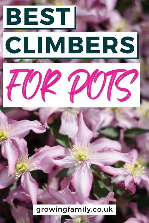 19 best climbing plants for pots and containers - Growing Family Climbing Plants In Pots, Best Climbing Plants, Evergreen Climbing Plants, Plants For Planters, Plants For Pots, Fast Growing Climbers, Small Trellis, Pot Gardening, Climber Plants